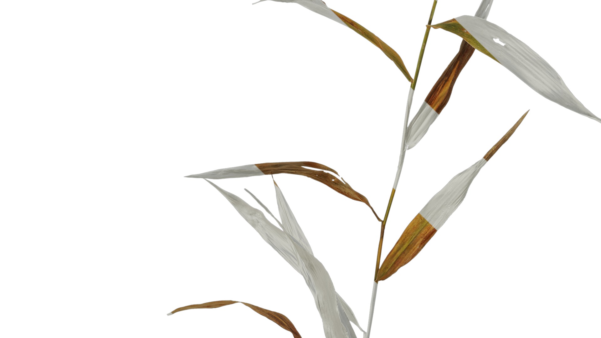 Anydrafts Chasmanthium latifolium Atlas 05 Texture_3