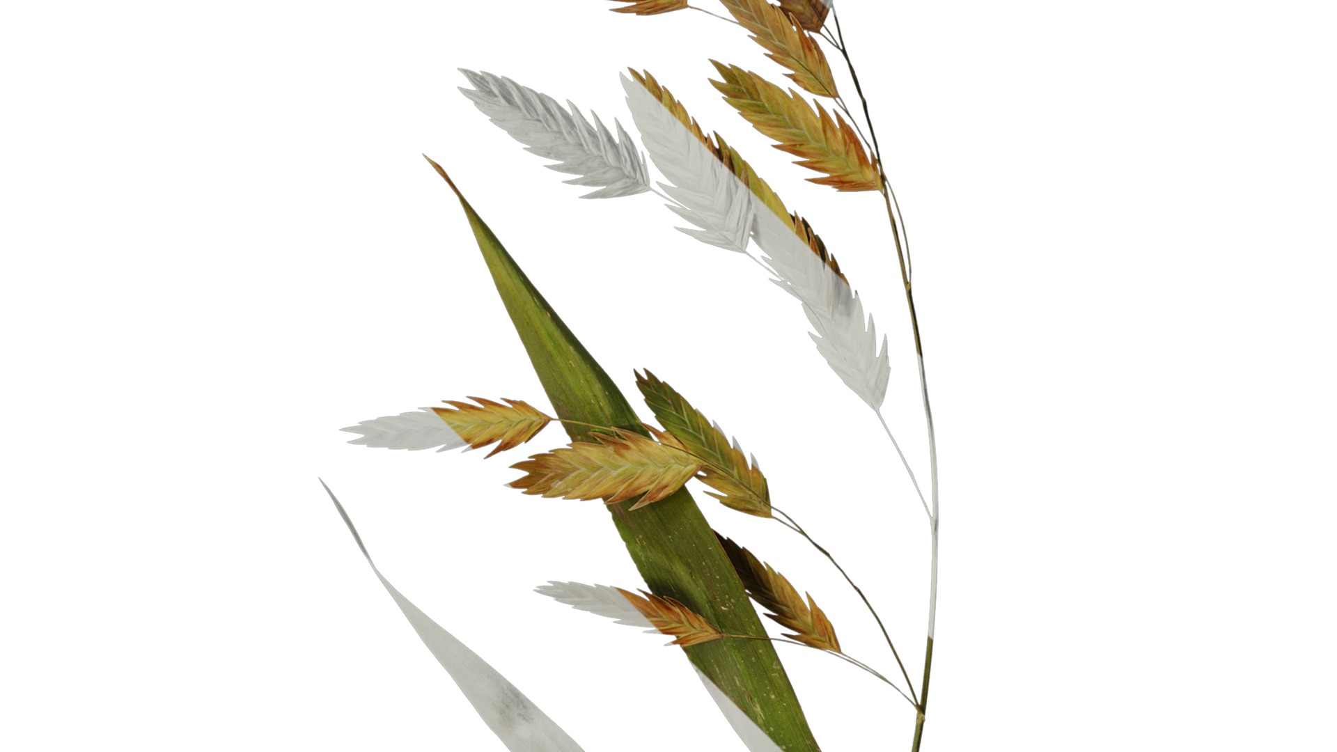 Anydrafts Chasmanthium latifolium Atlas 05 Texture_4