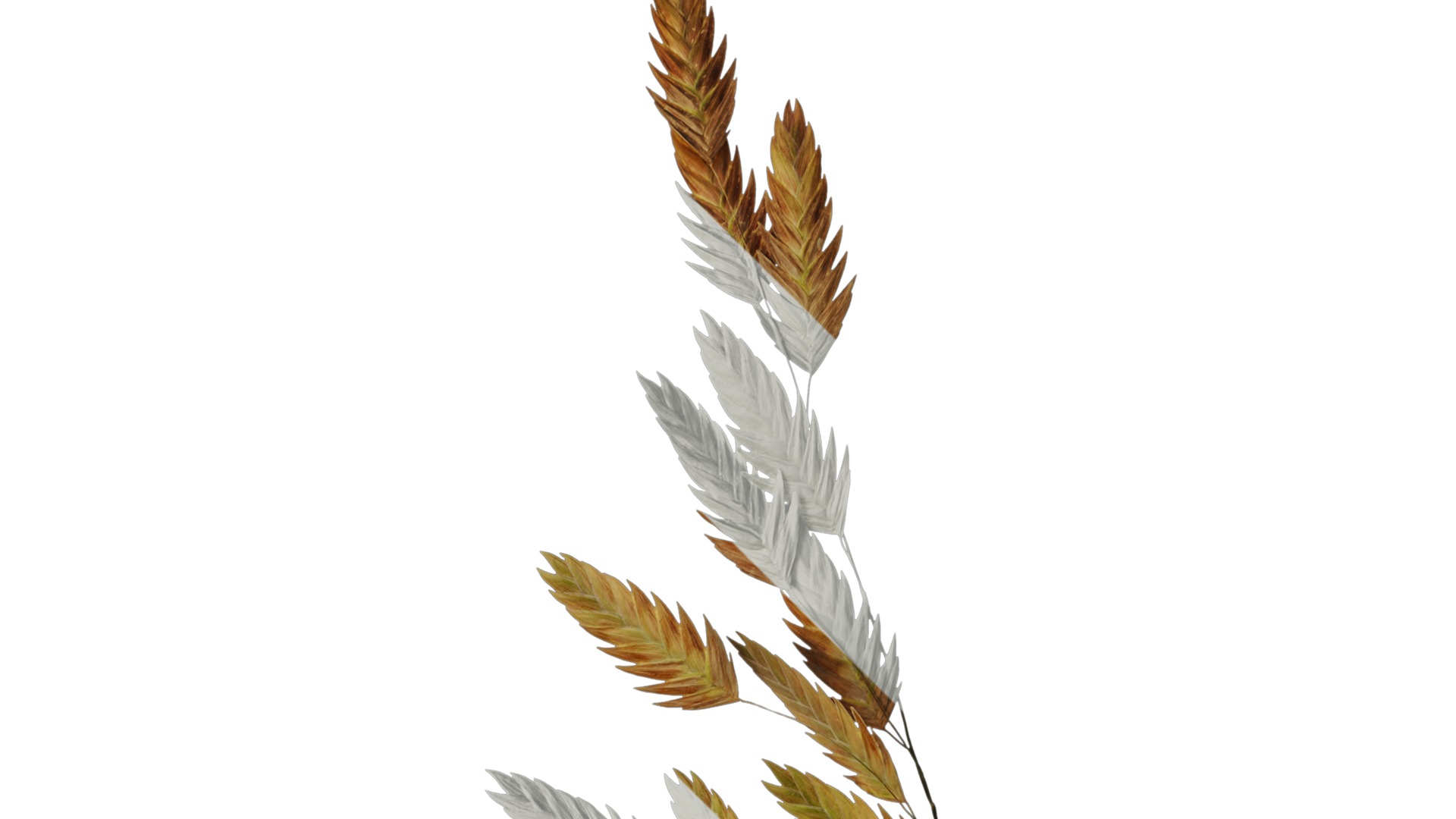 Anydrafts Chasmanthium latifolium Atlas 05 Texture_2