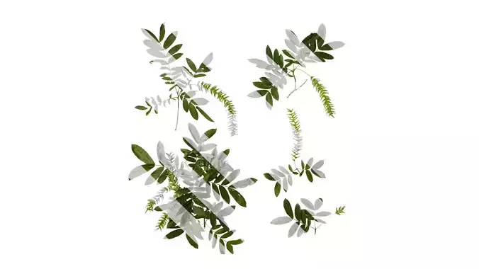 Anydrafts Pterocarya stenoptera Atlas 05