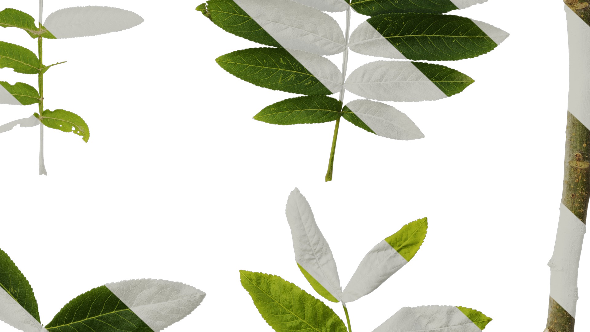 Anydrafts Pterocarya stenoptera Atlas 06 Texture_6