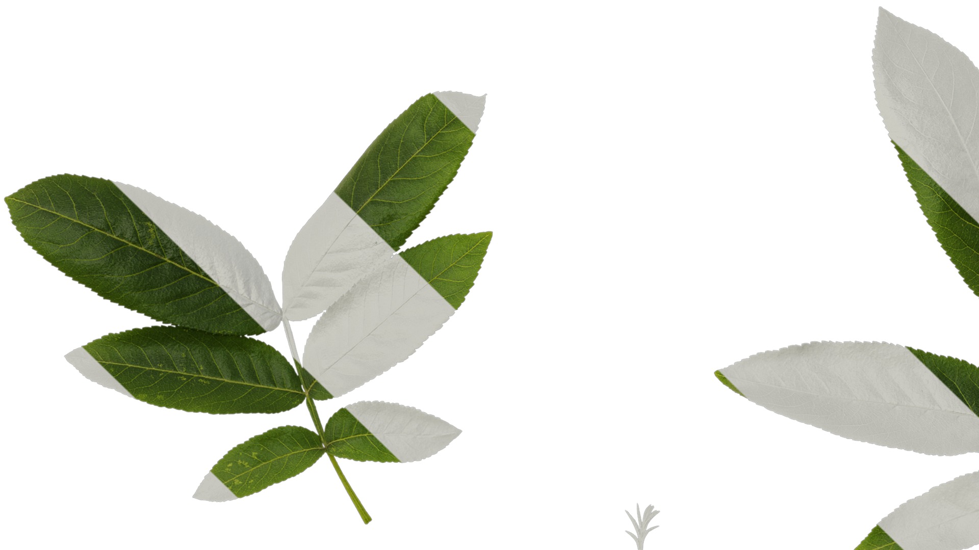 Anydrafts Pterocarya stenoptera Atlas 06 Texture_1