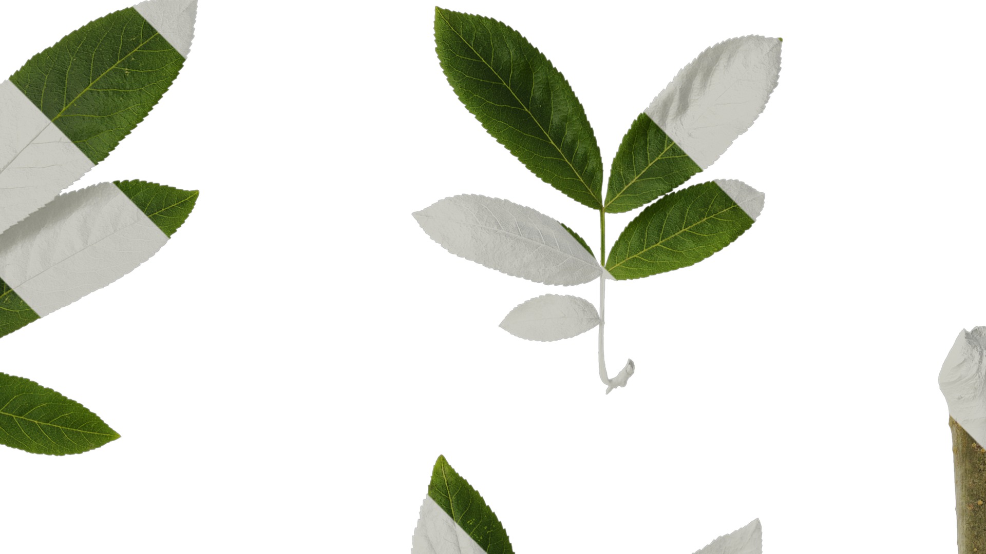 Anydrafts Pterocarya stenoptera Atlas 06 Texture_2