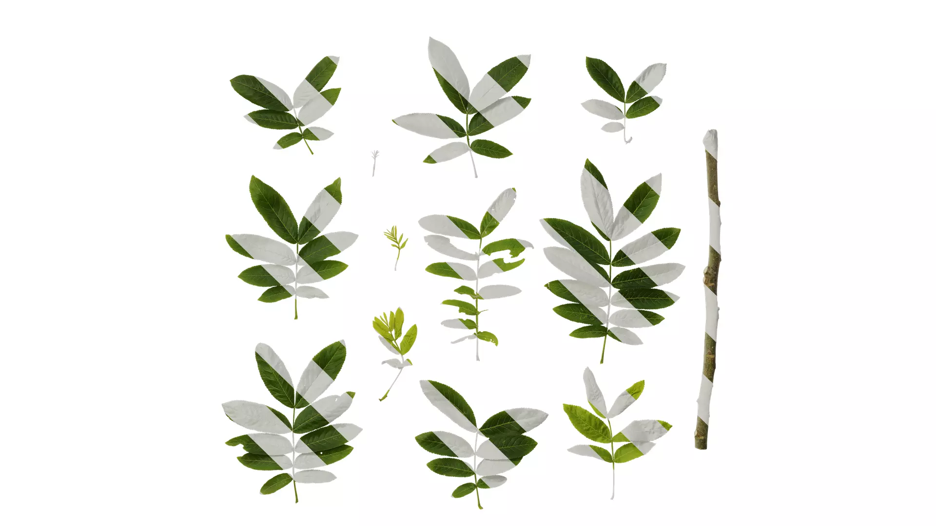 Anydrafts Pterocarya stenoptera Atlas 06 Texture_0