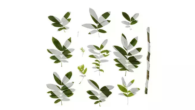 Anydrafts Pterocarya stenoptera Atlas 06