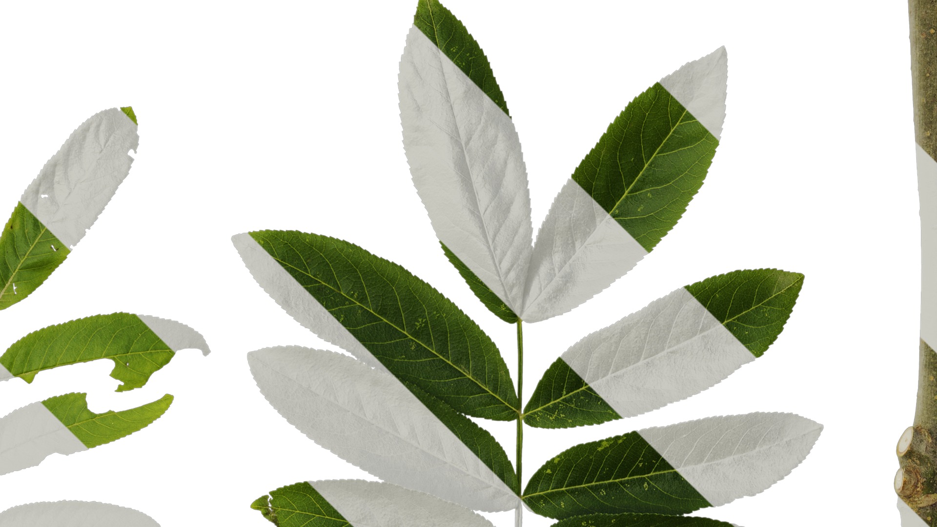 Anydrafts Pterocarya stenoptera Atlas 06 Texture_4