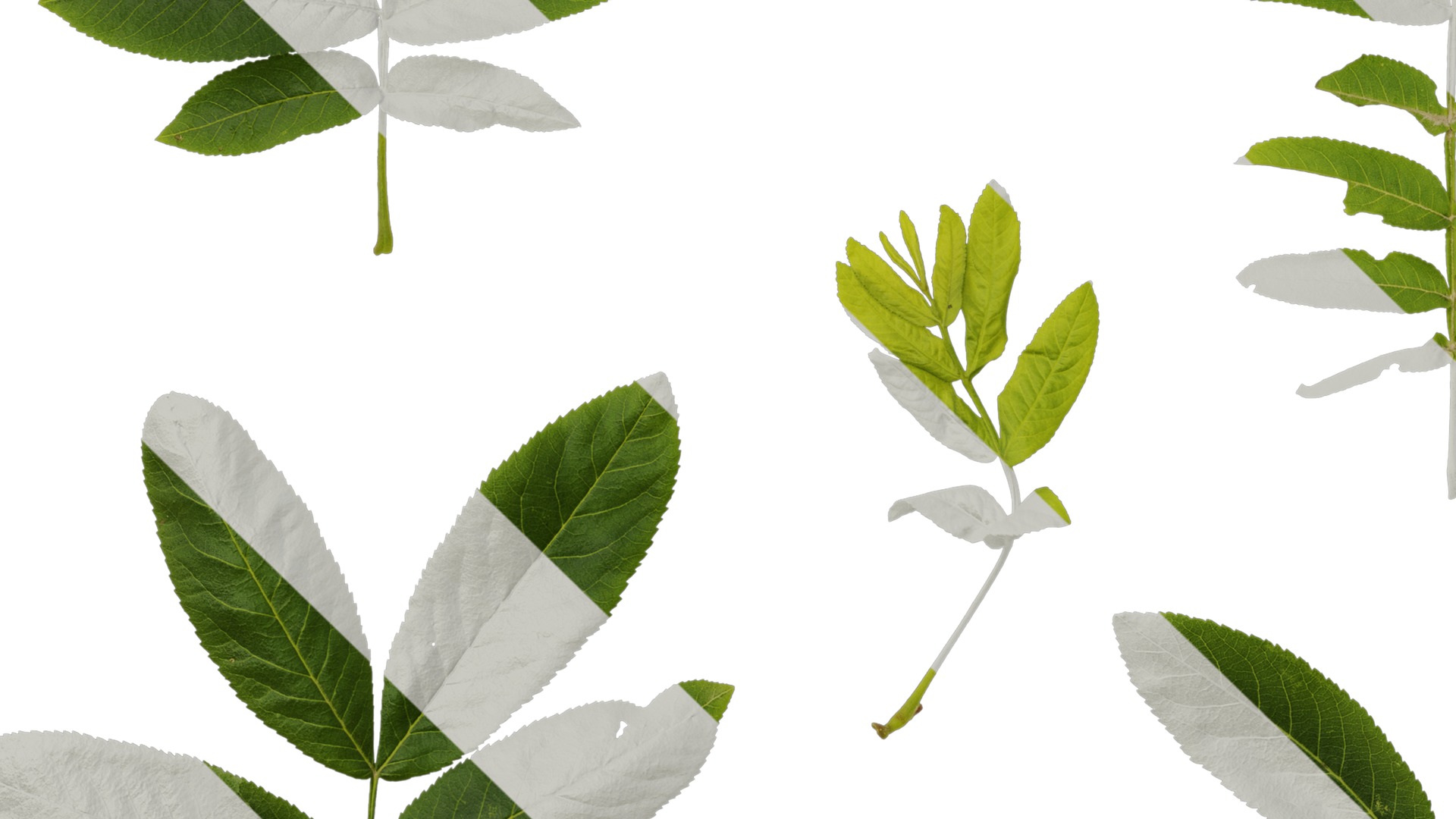 Anydrafts Pterocarya stenoptera Atlas 06 Texture_5