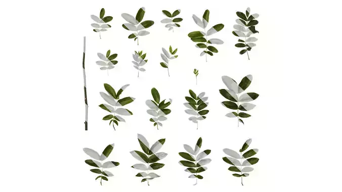 Anydrafts Pterocarya stenoptera Atlas 07