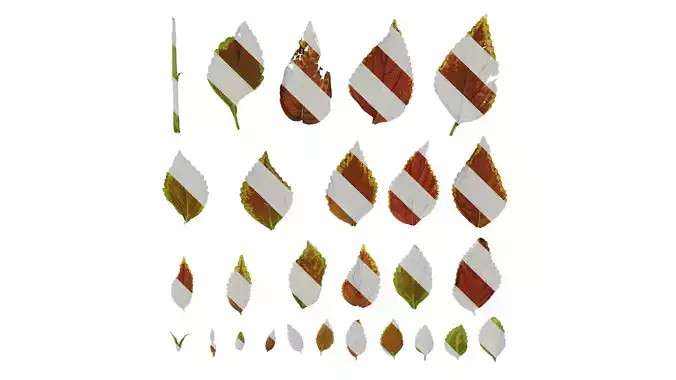 Anydrafts Coleus scutellarioides Leaf 02 F