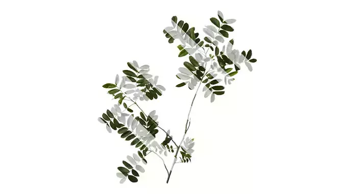 Anydrafts Pterocarya stenoptera Atlas 09