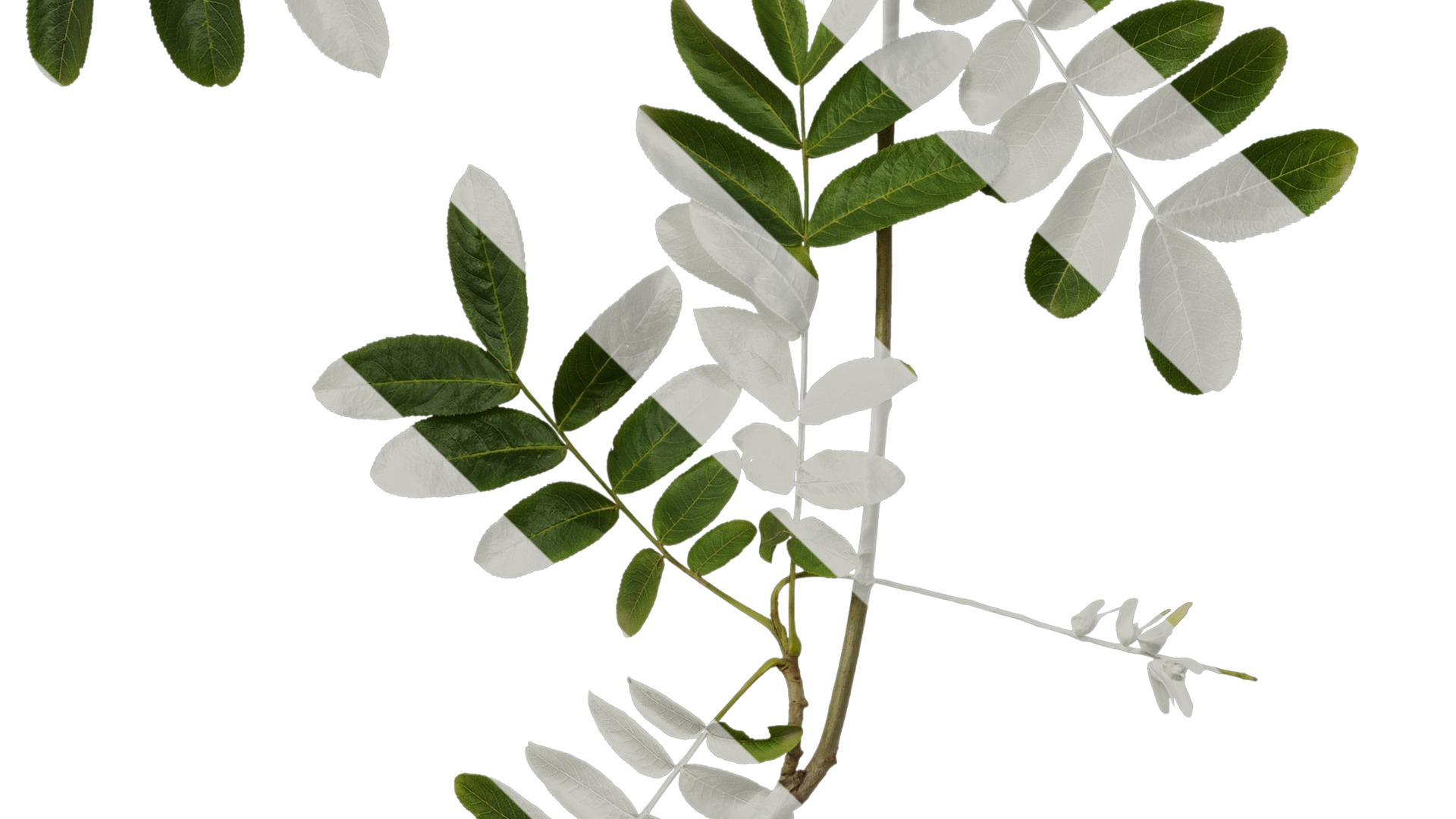 Anydrafts Pterocarya stenoptera Atlas 10 Texture_5