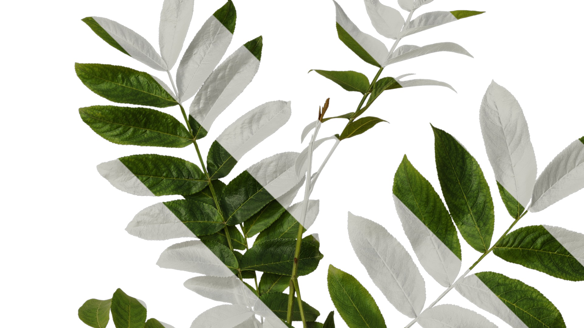 Anydrafts Pterocarya stenoptera Atlas 10 Texture_2