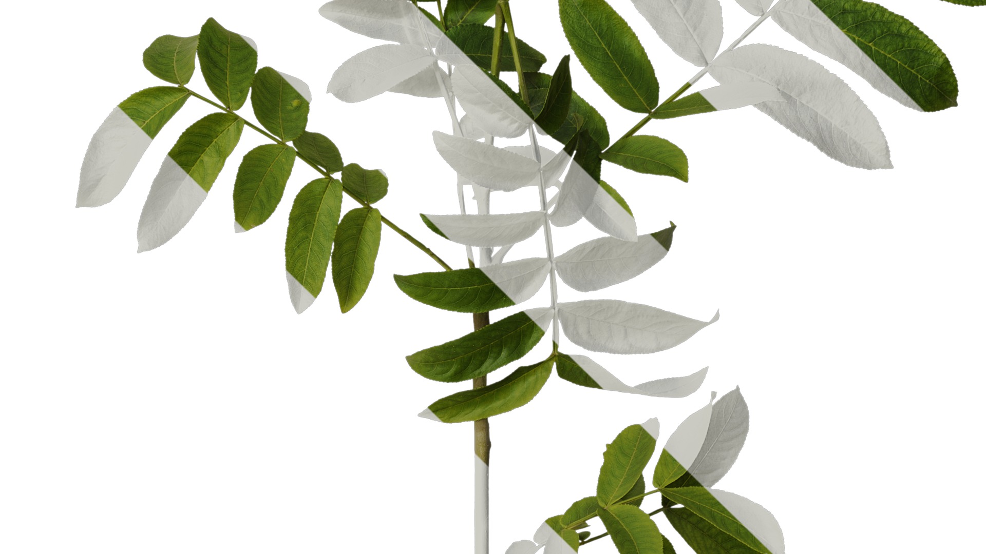 Anydrafts Pterocarya stenoptera Atlas 10 Texture_4