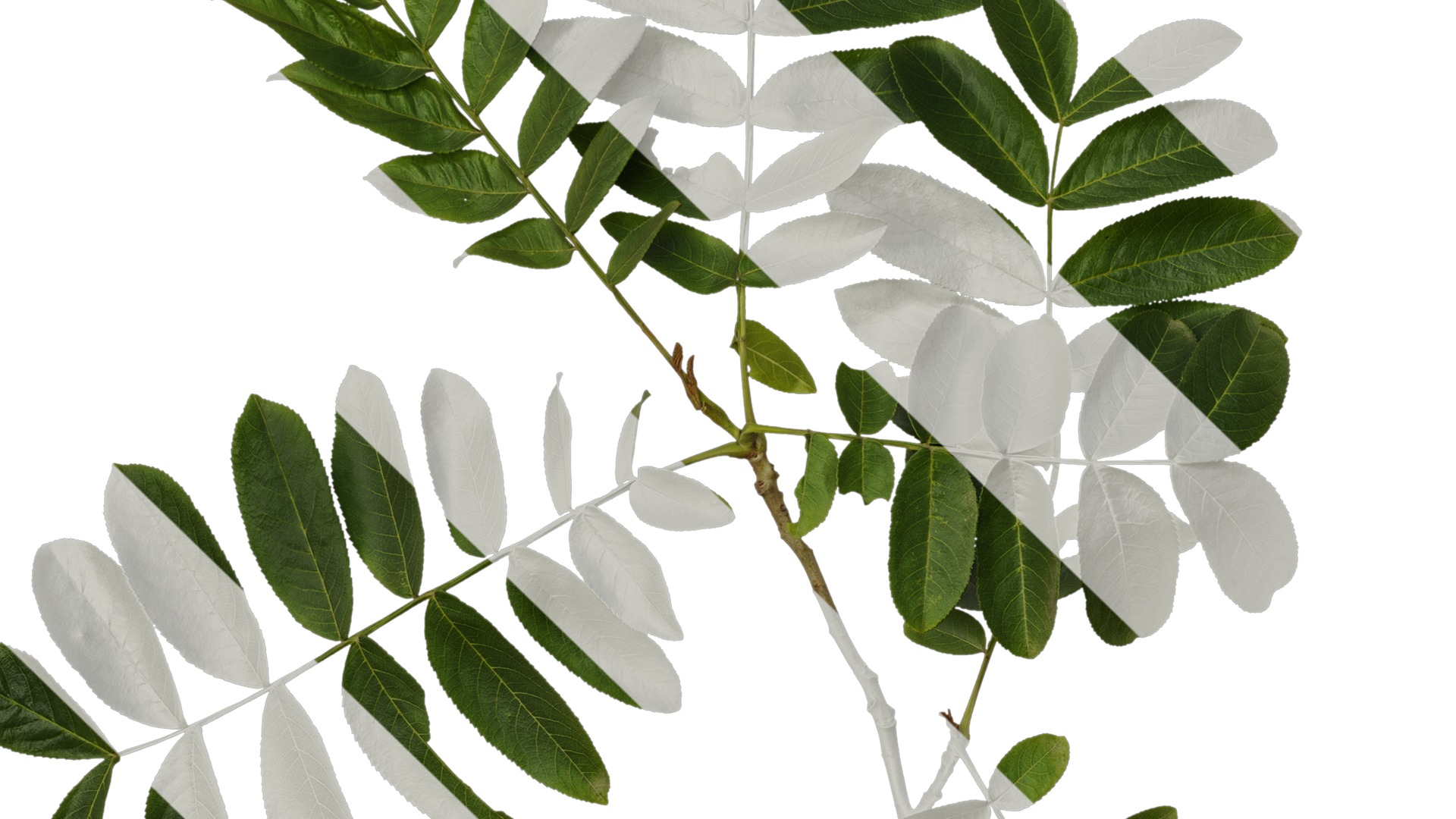 Anydrafts Pterocarya stenoptera Atlas 10 Texture_3