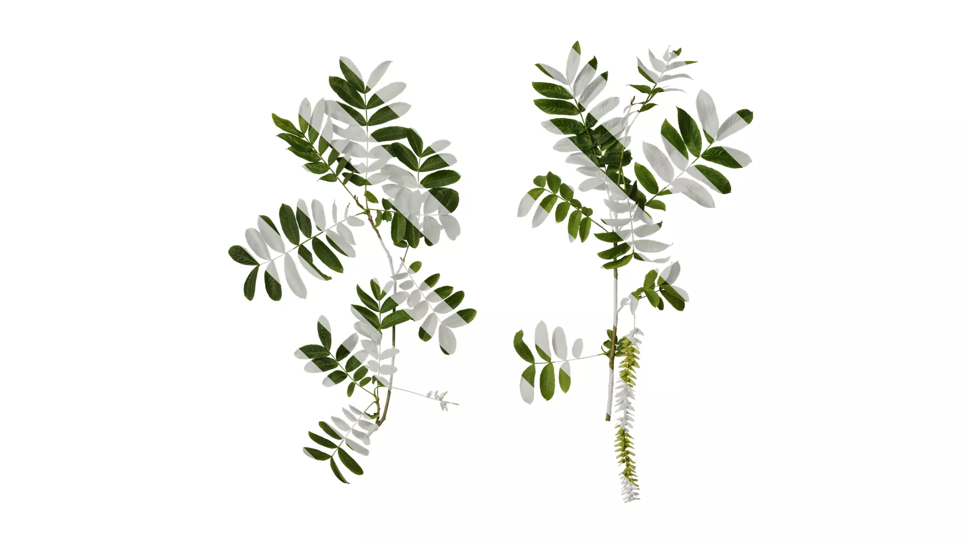 Anydrafts Pterocarya stenoptera Atlas 10 Texture_0