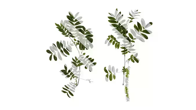 Anydrafts Pterocarya stenoptera Atlas 10