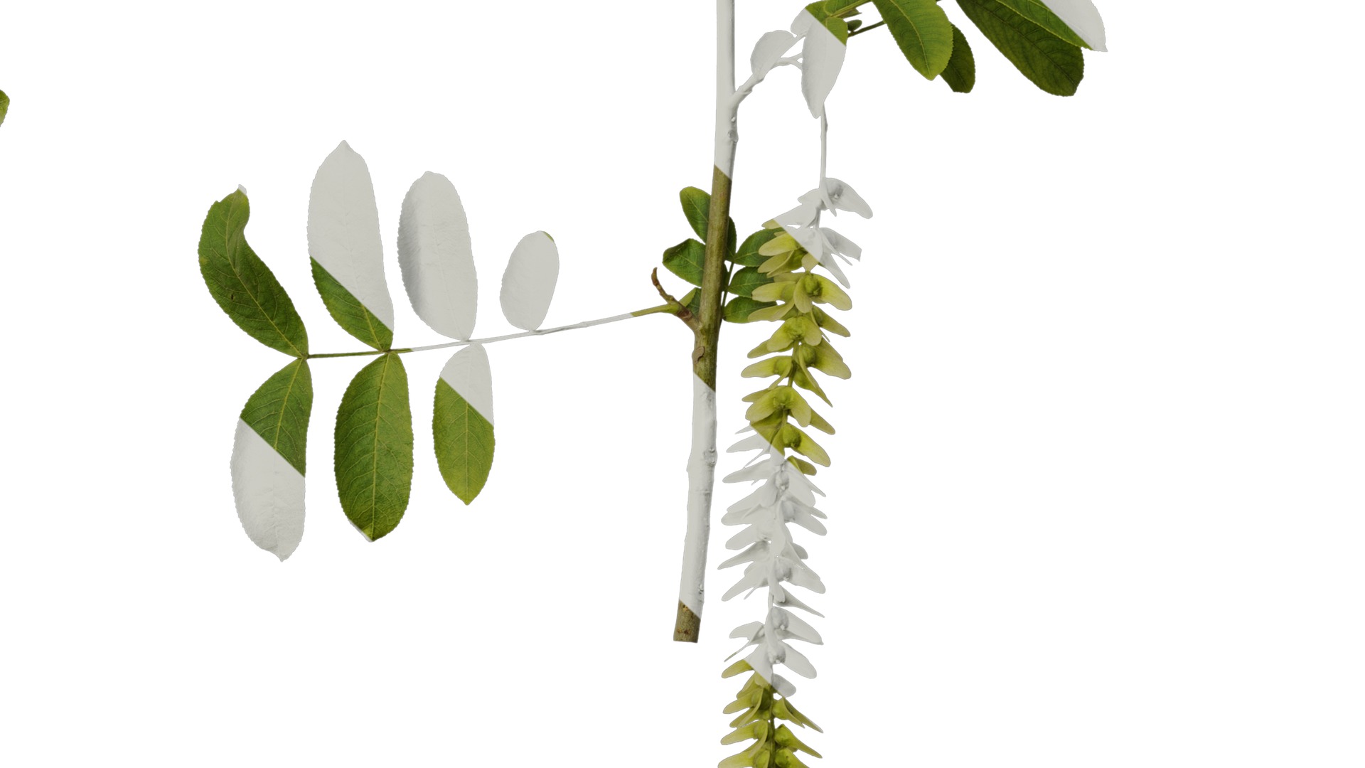 Anydrafts Pterocarya stenoptera Atlas 10 Texture_6