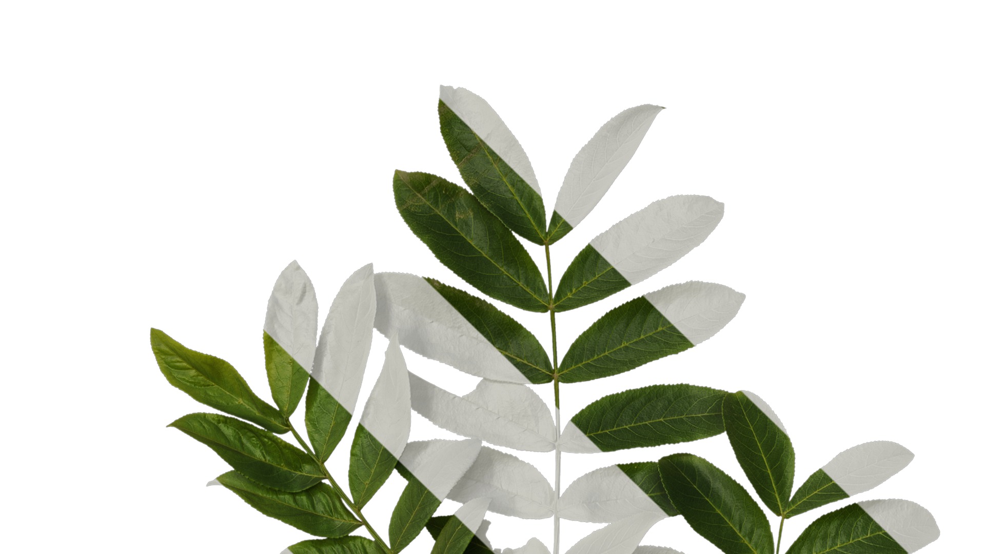 Anydrafts Pterocarya stenoptera Atlas 10 Texture_1