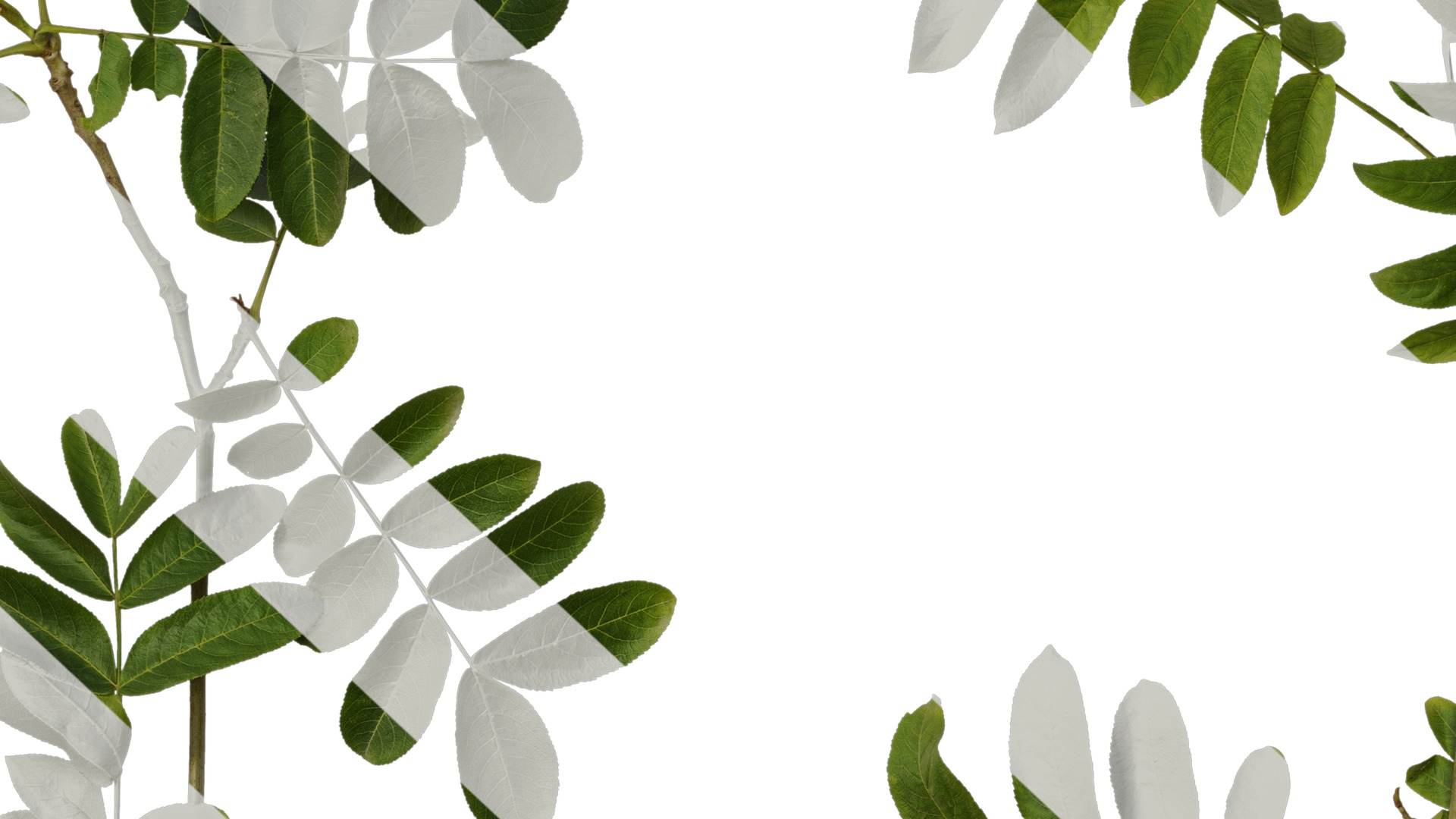 Anydrafts Pterocarya stenoptera Atlas 10 Texture_7