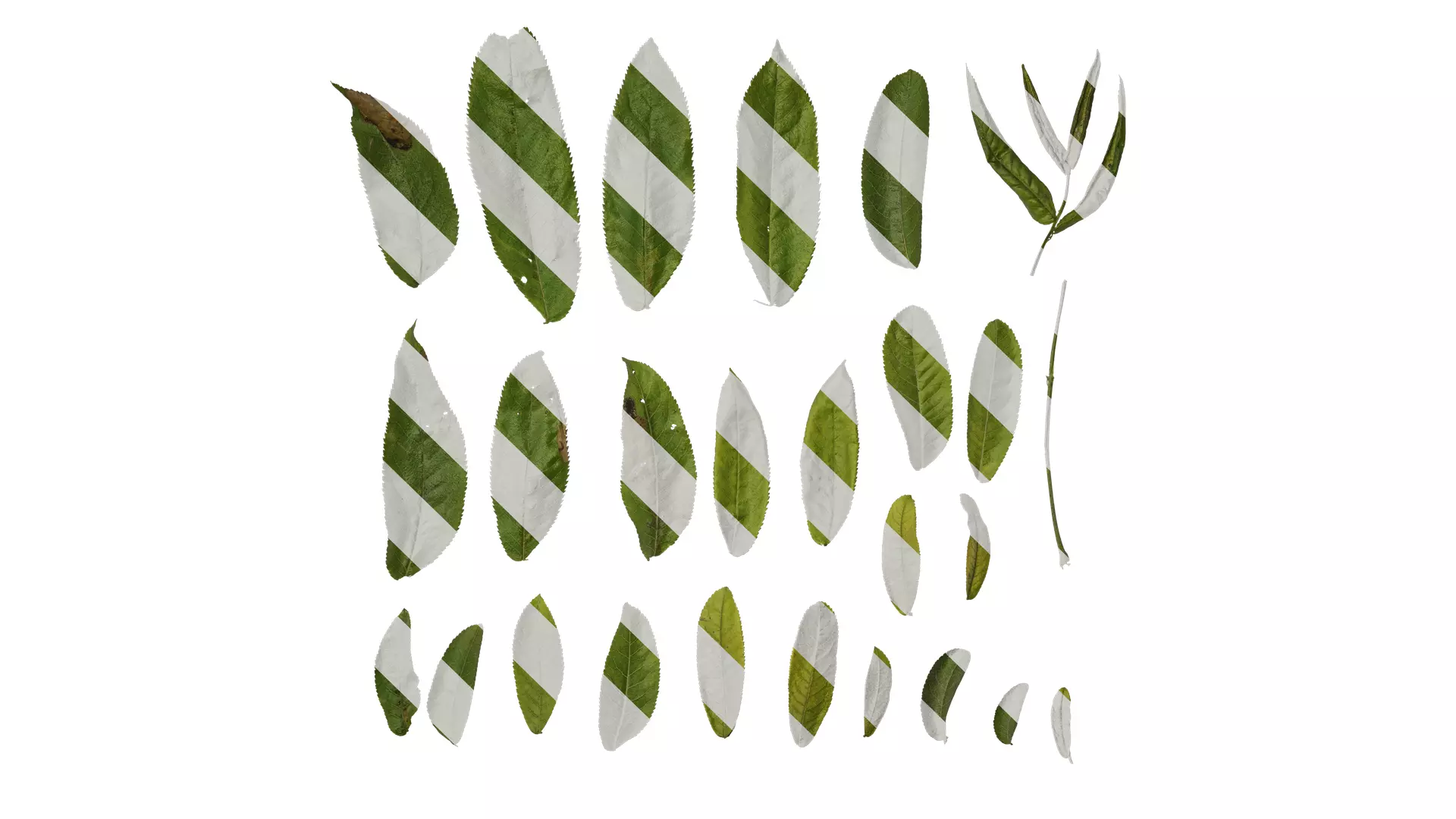 Anydrafts Pterocarya stenoptera Leaf 03 Texture_0