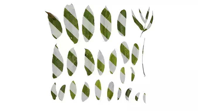 Anydrafts Pterocarya stenoptera Leaf 03