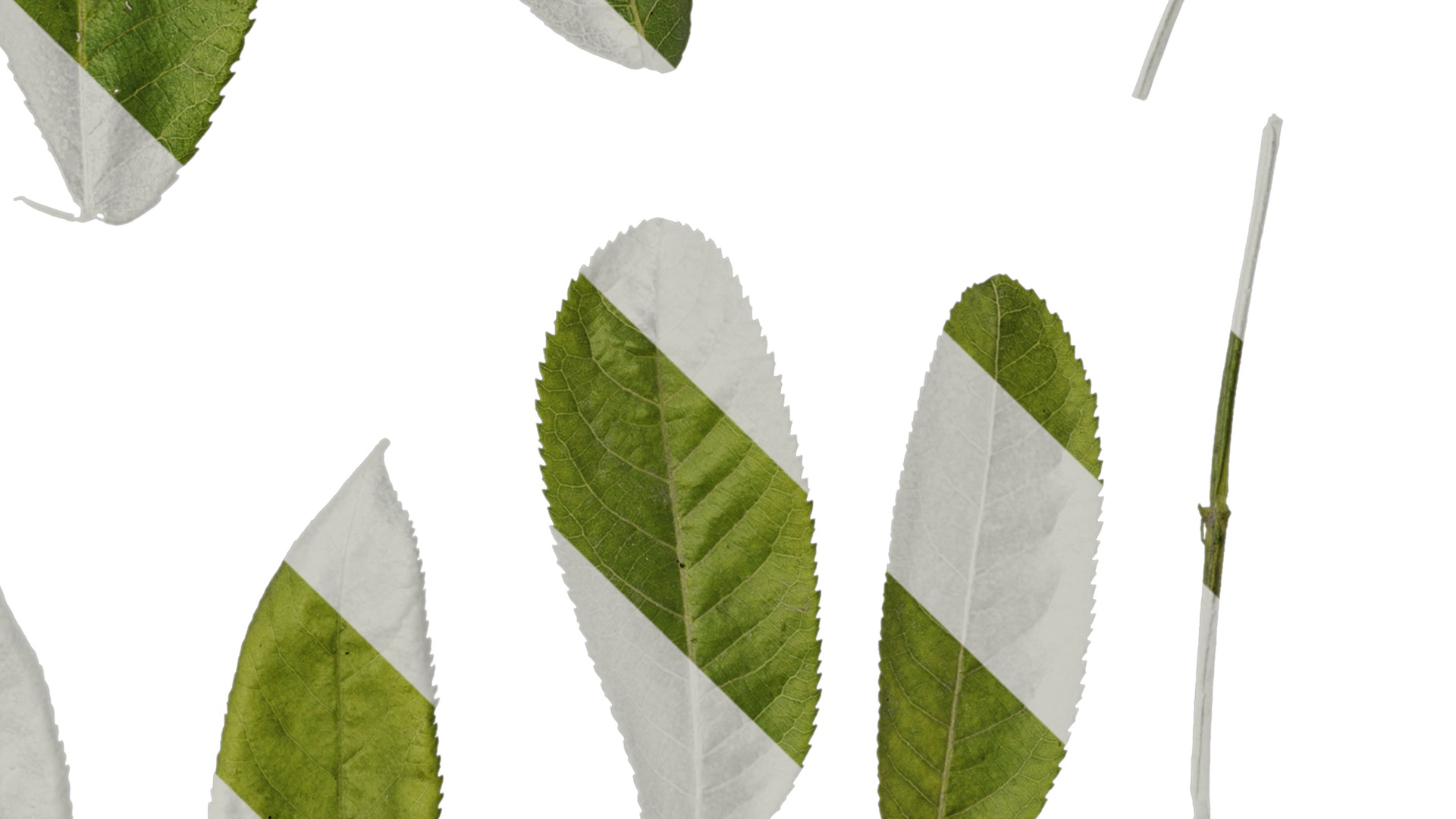 Anydrafts Pterocarya stenoptera Leaf 03 Texture_4