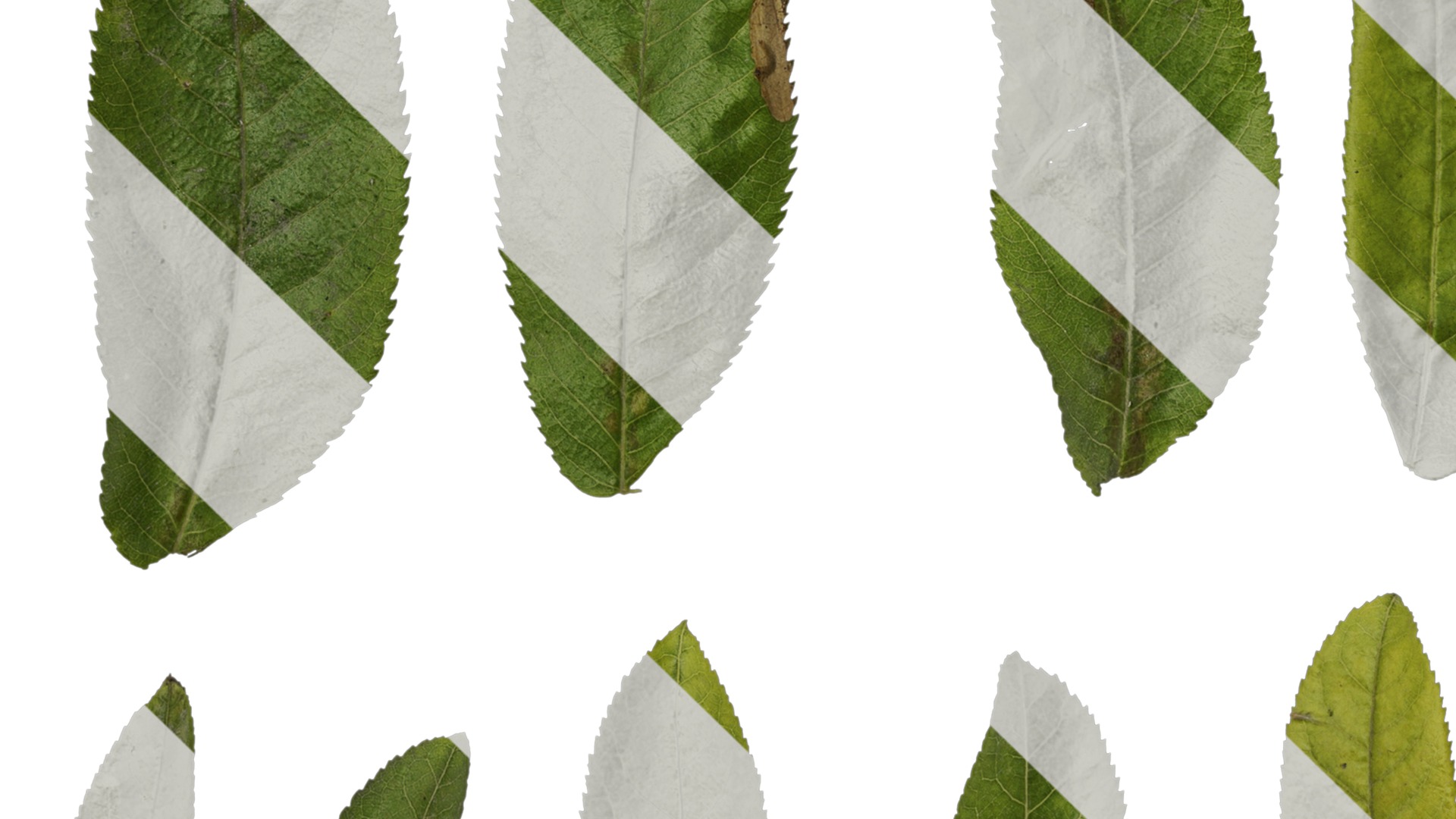 Anydrafts Pterocarya stenoptera Leaf 03 Texture_5