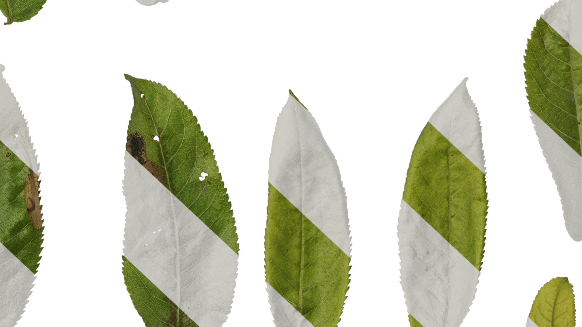 Anydrafts Pterocarya stenoptera Leaf 03 Texture_7