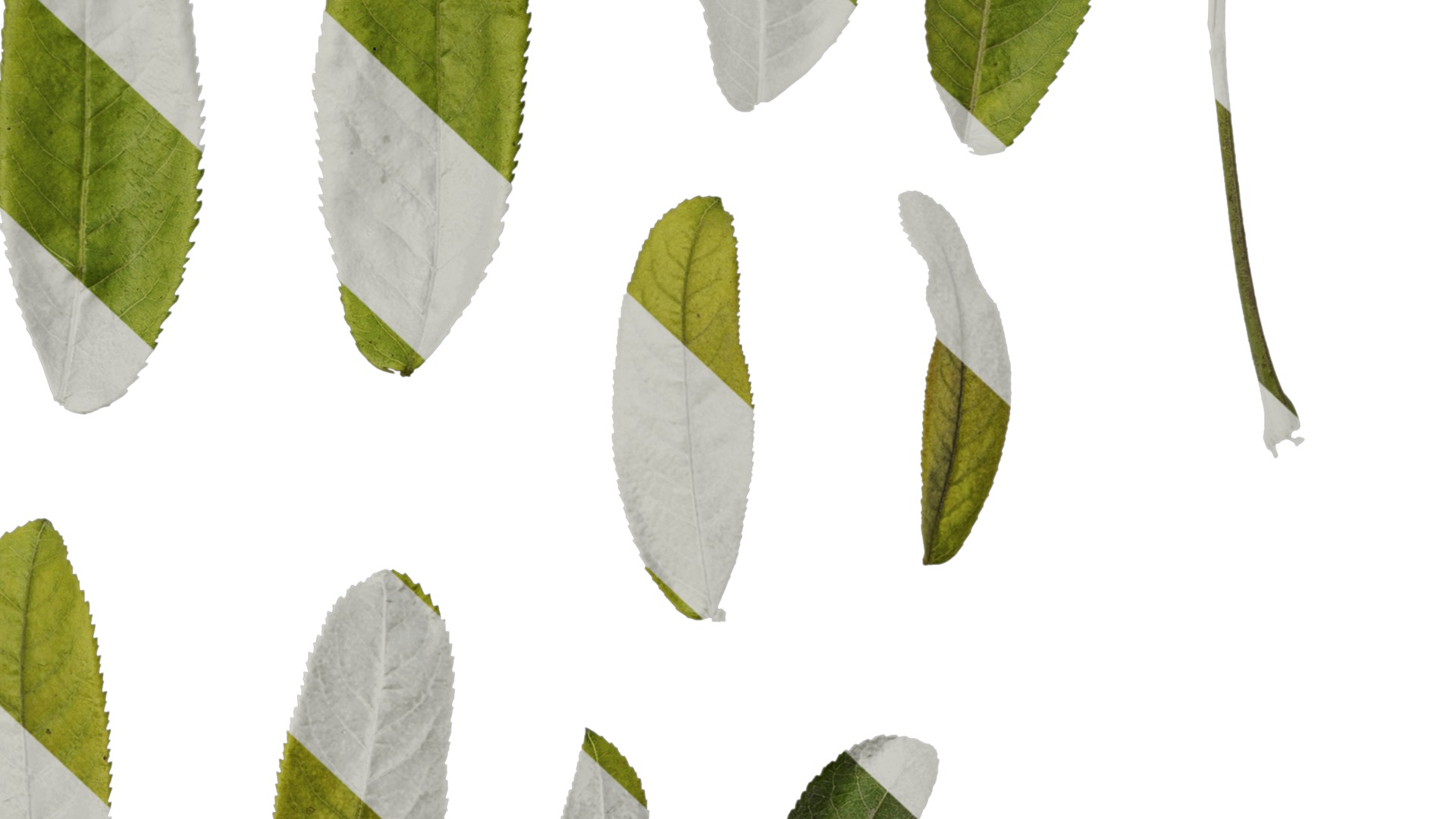 Anydrafts Pterocarya stenoptera Leaf 03 Texture_6