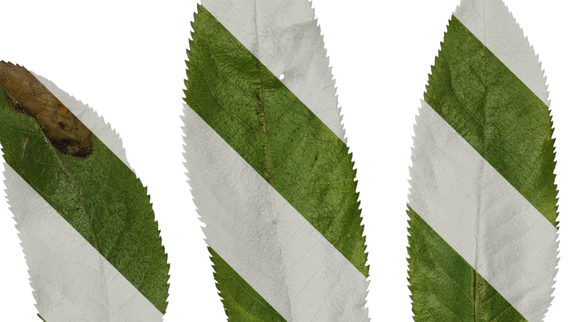 Anydrafts Pterocarya stenoptera Leaf 03 Texture_1