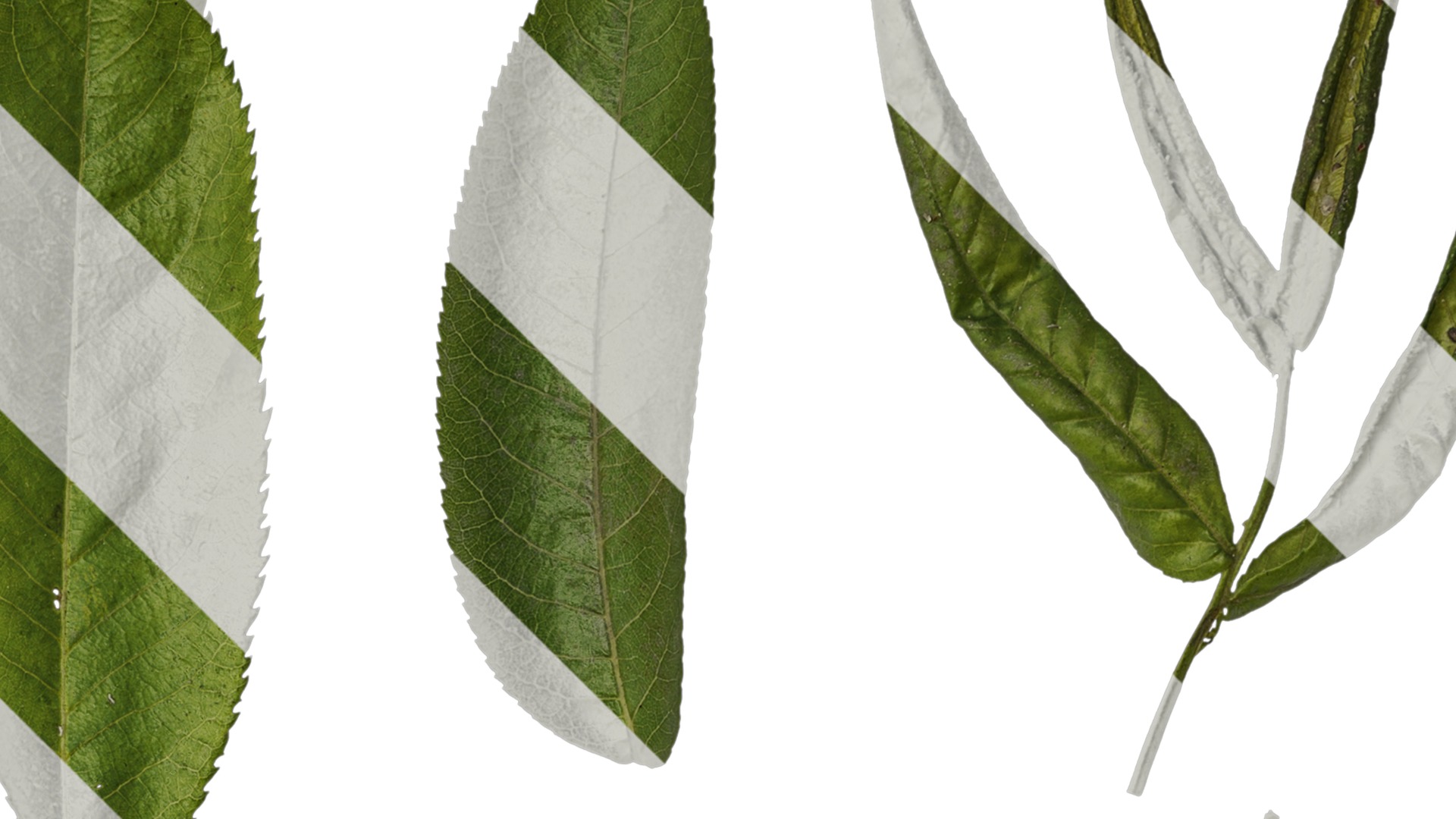 Anydrafts Pterocarya stenoptera Leaf 03 Texture_2