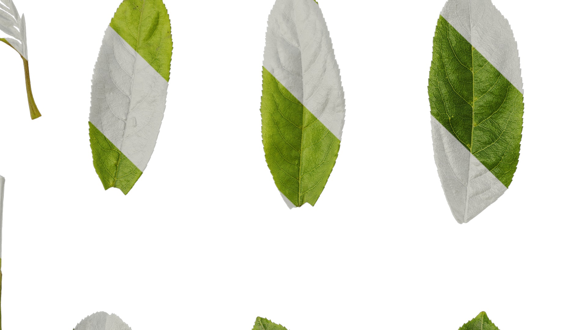 Anydrafts Pterocarya stenoptera Leaf 12 Texture_3