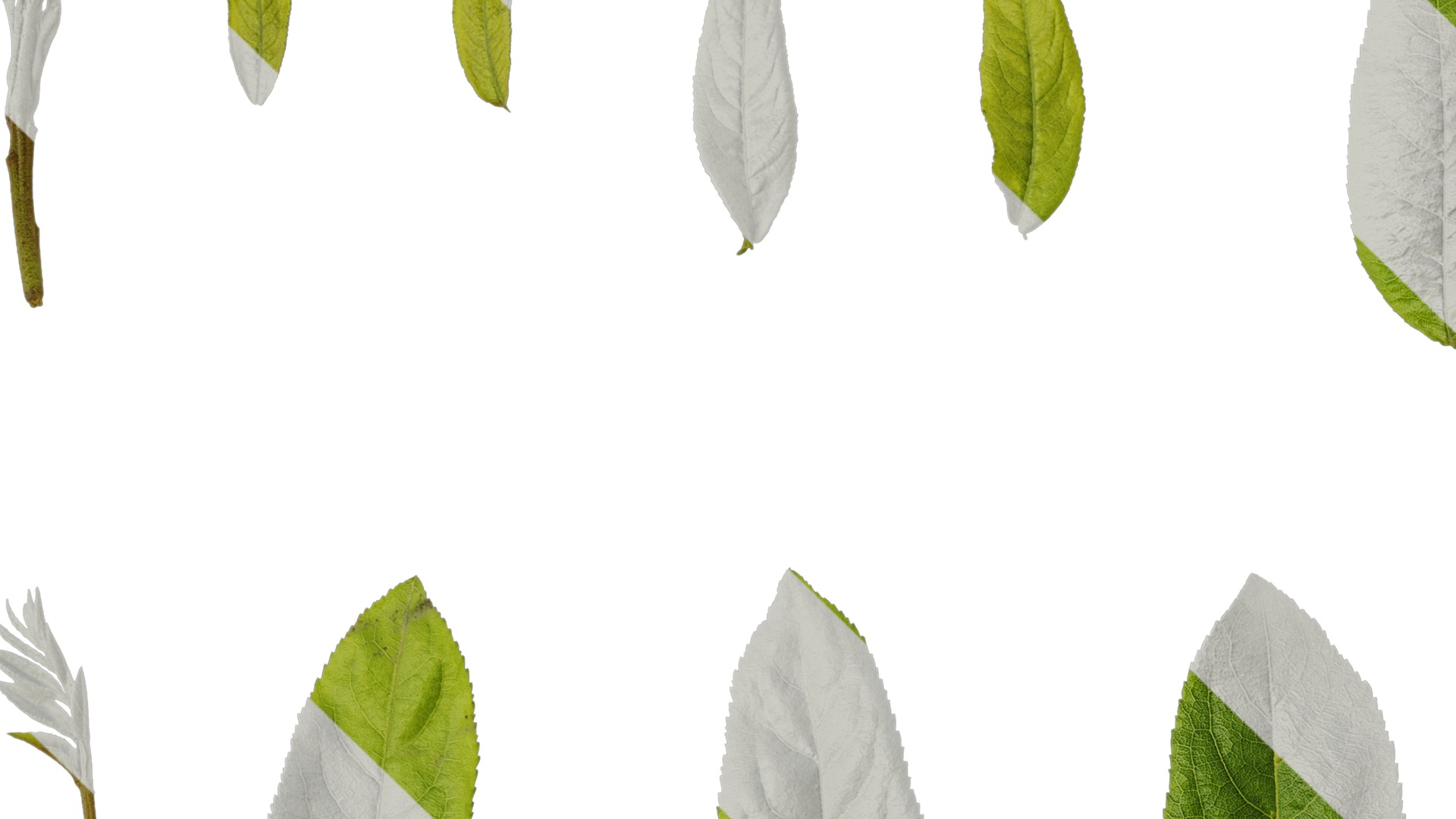 Anydrafts Pterocarya stenoptera Leaf 12 Texture_1