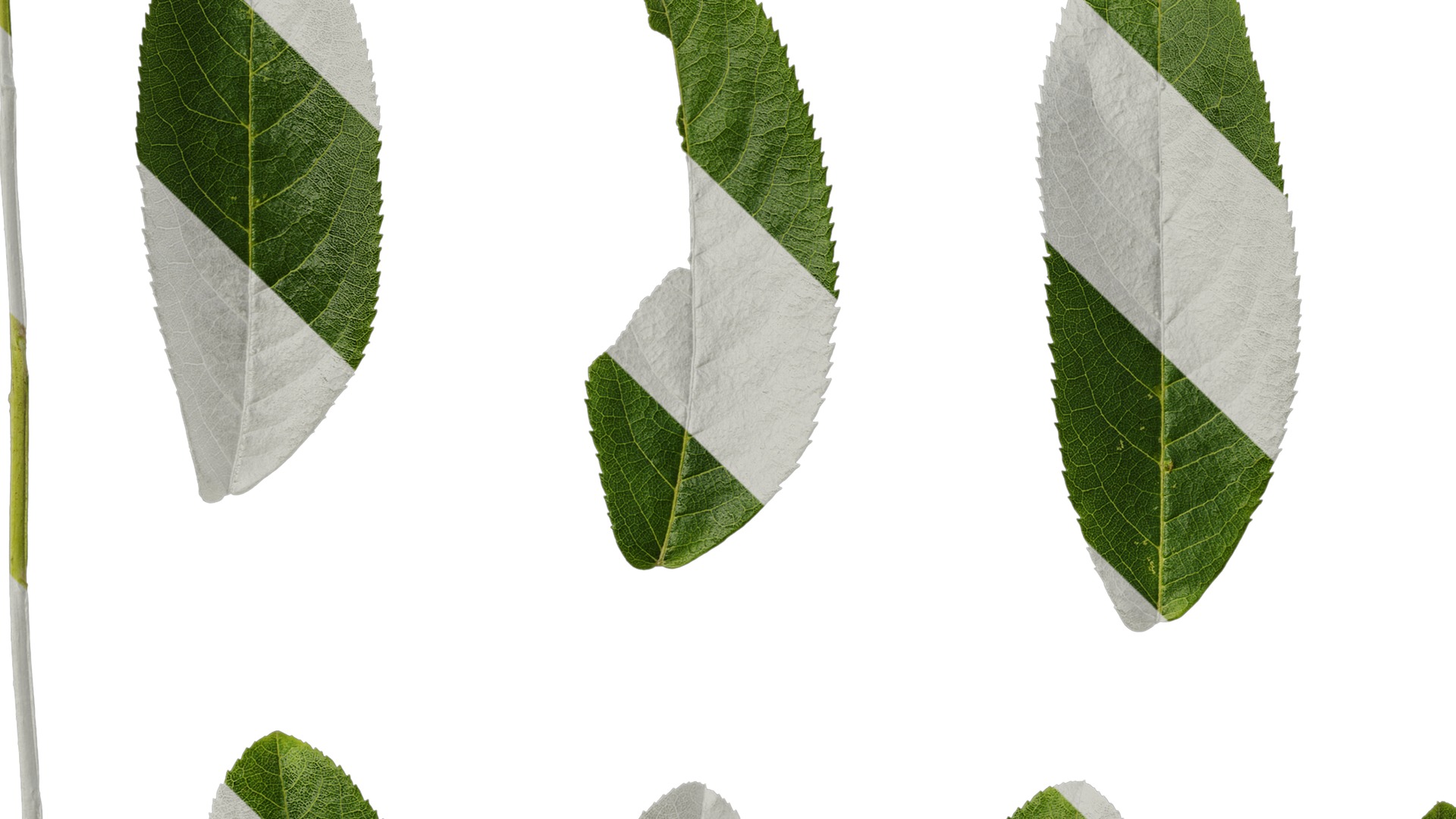 Anydrafts Pterocarya stenoptera Leaf 12 Texture_5