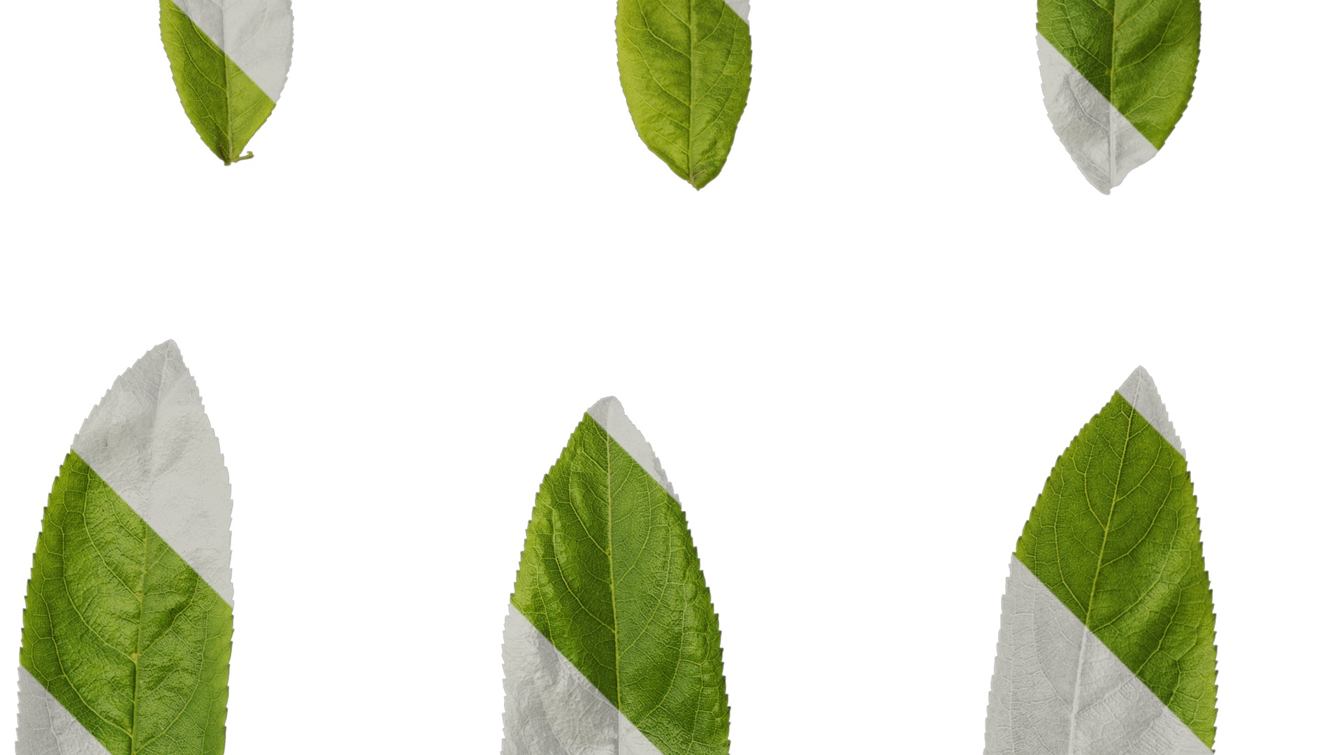 Anydrafts Pterocarya stenoptera Leaf 12 Texture_2