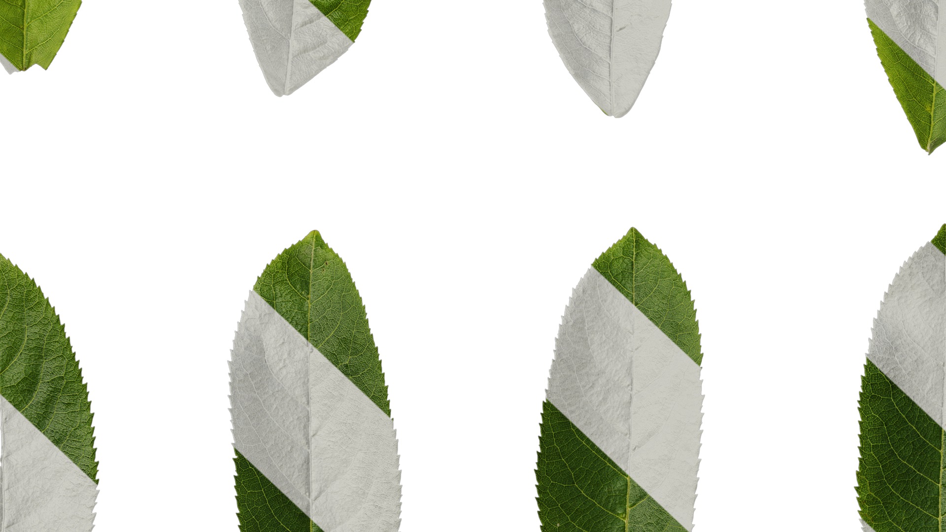 Anydrafts Pterocarya stenoptera Leaf 12 Texture_7