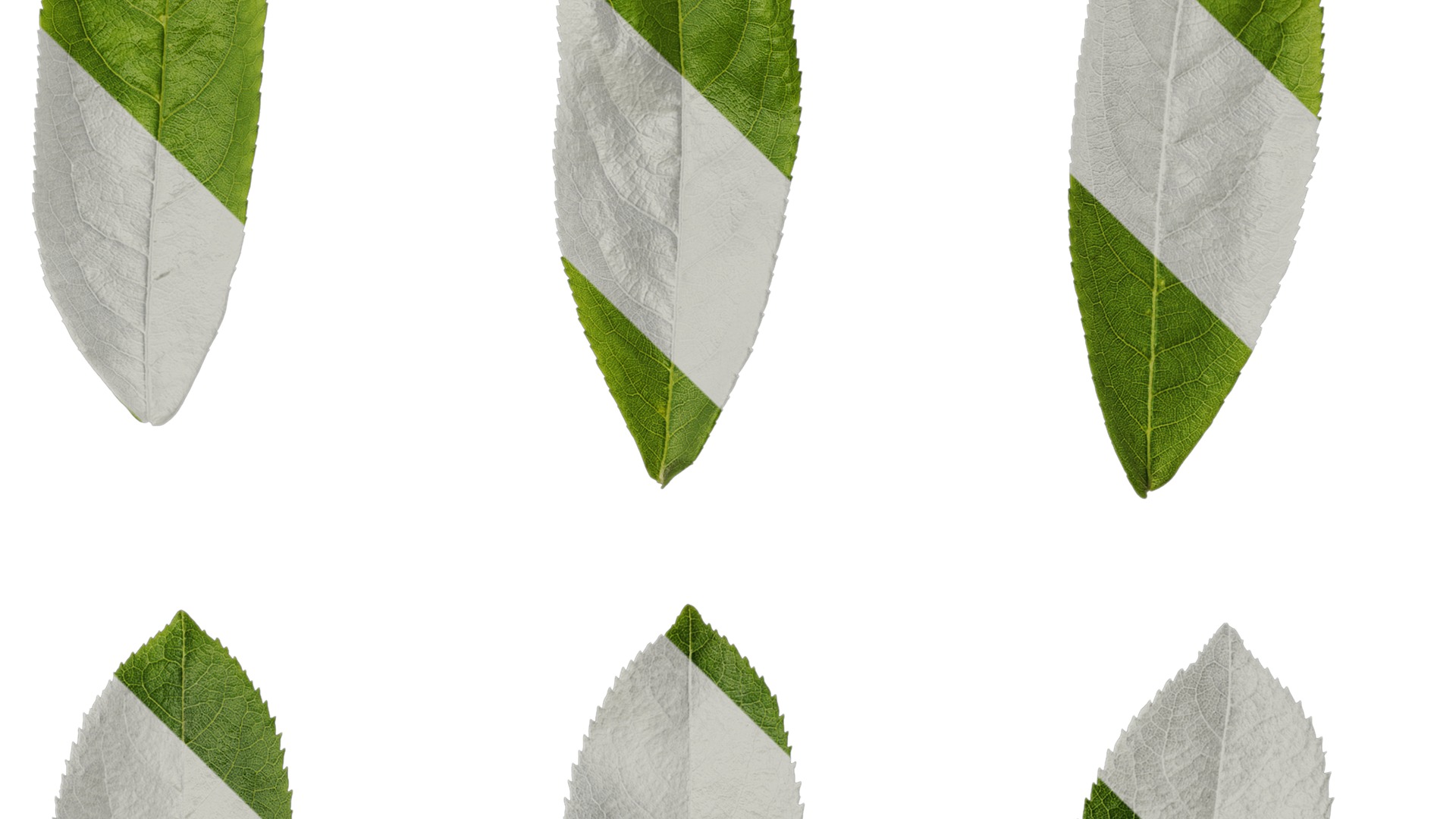 Anydrafts Pterocarya stenoptera Leaf 12 Texture_4