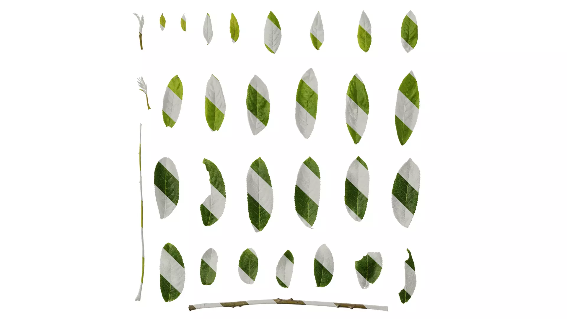 Anydrafts Pterocarya stenoptera Leaf 12 Texture_0