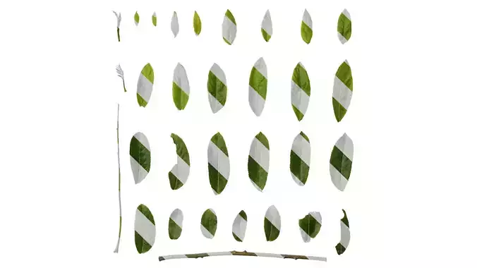 Anydrafts Pterocarya stenoptera Leaf 12