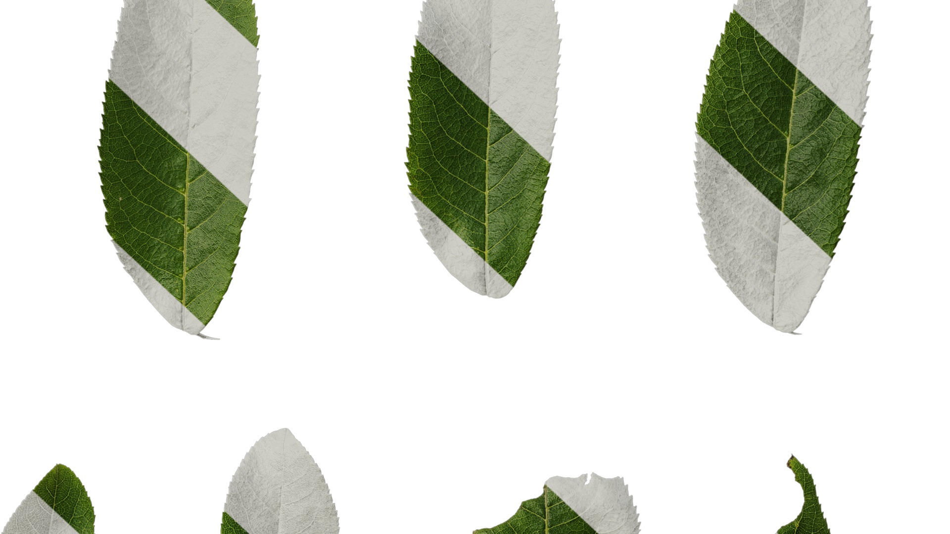 Anydrafts Pterocarya stenoptera Leaf 12 Texture_6