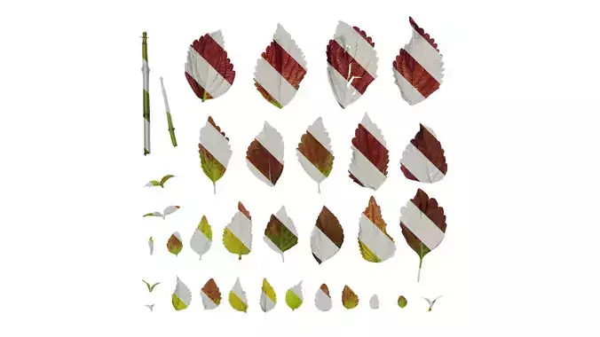 Anydrafts Coleus scutellarioides Leaf 03 F