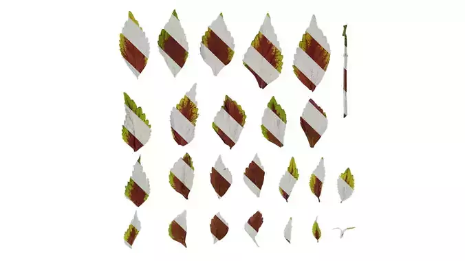 Anydrafts Coleus scutellarioides Leaf 04 F