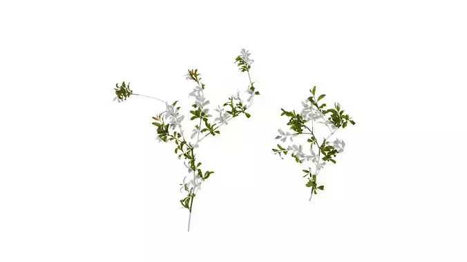 Anydrafts Punica granatum Atlas 10