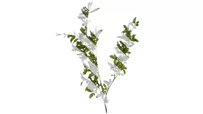 Anydrafts Punica granatum Atlas 11