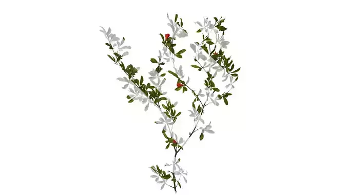 Anydrafts Punica granatum Atlas 12