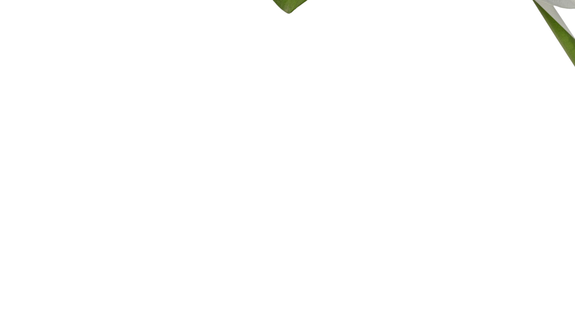 Anydrafts Colocasia gigantea Leaf 02 Texture_5