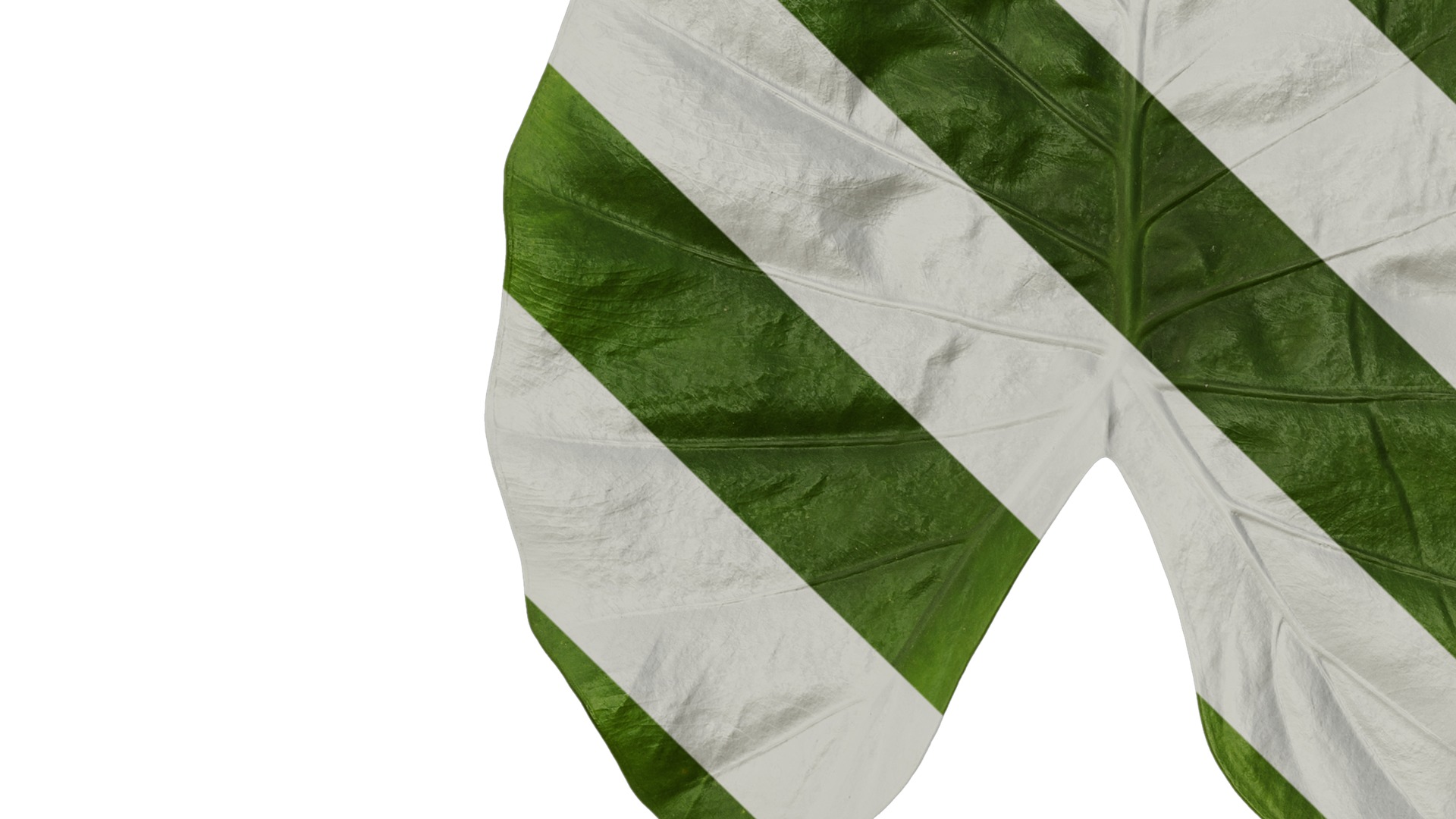 Anydrafts Colocasia gigantea Leaf 02 Texture_3