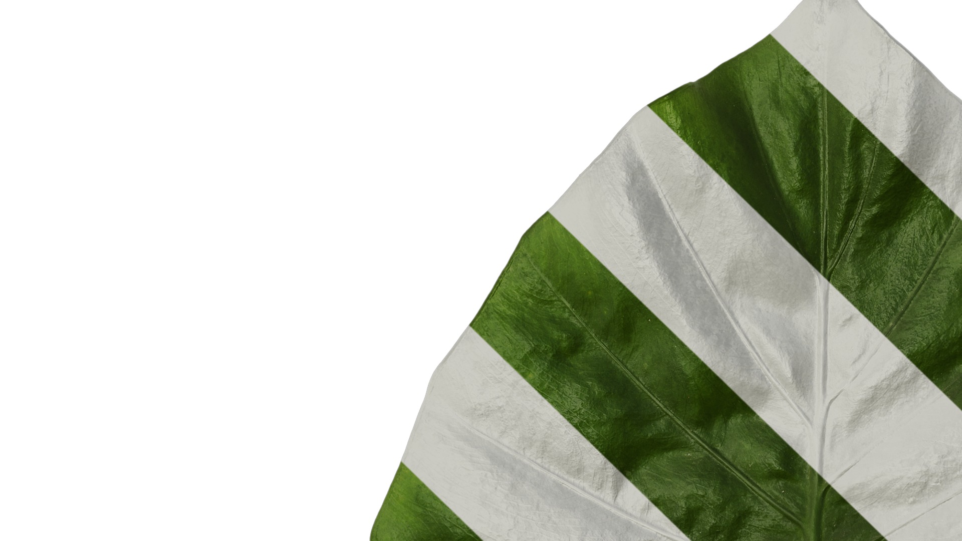 Anydrafts Colocasia gigantea Leaf 02 Texture_1