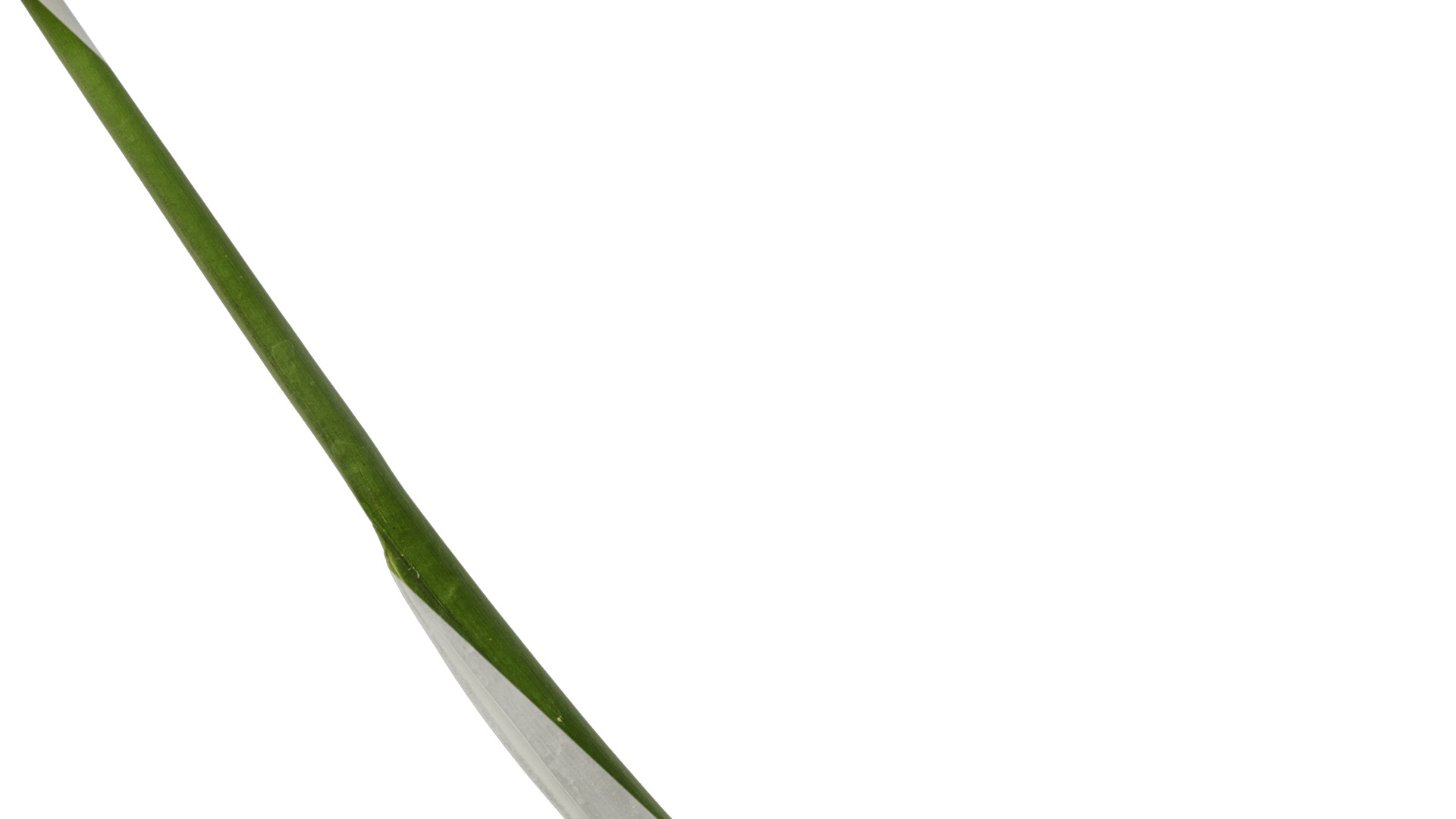 Anydrafts Colocasia gigantea Leaf 02 Texture_6