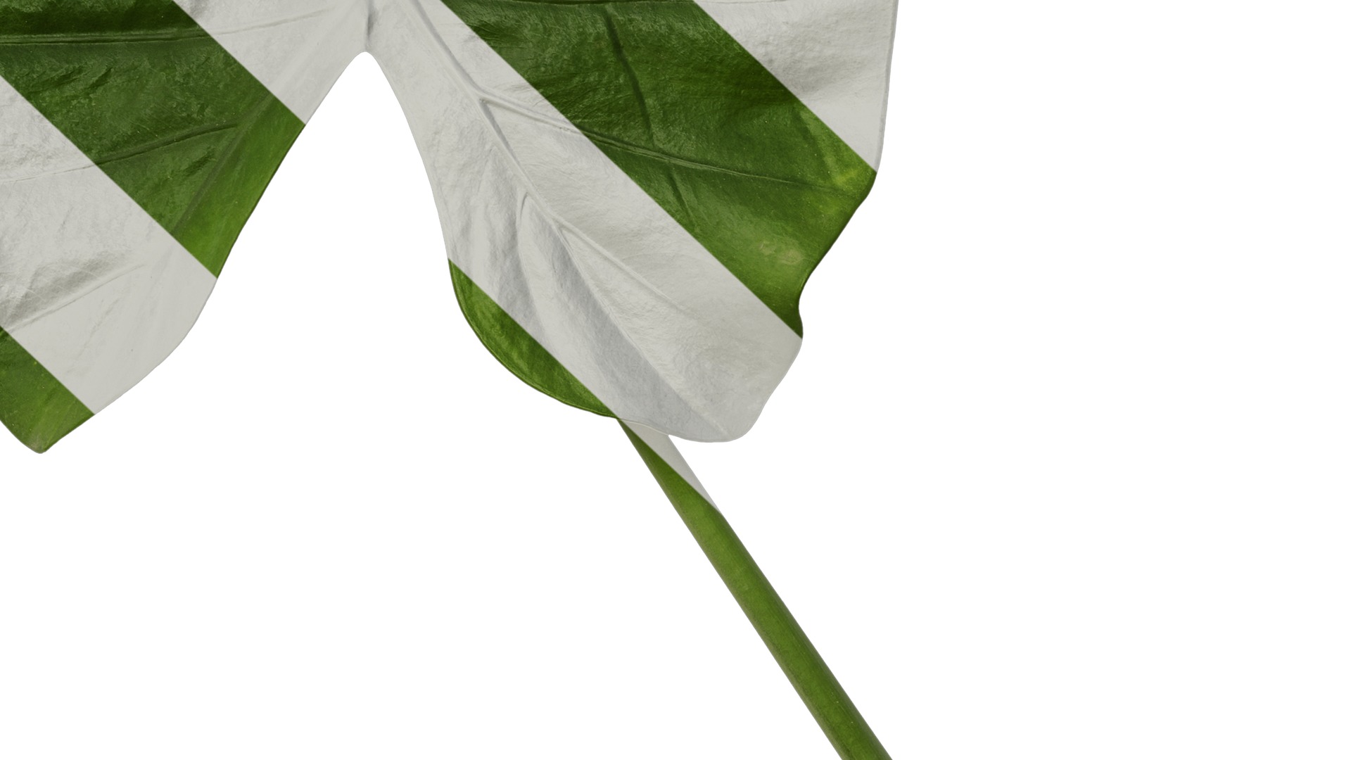 Anydrafts Colocasia gigantea Leaf 02 Texture_7